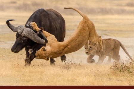 TARANGIRE /L.MANYARA / NGORONGORO & SERENGETI