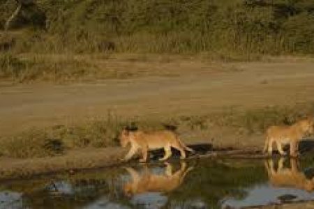 TARANGIRE, NGORONGORO AND SERENGETI NATIONAL PARK 4DAYS